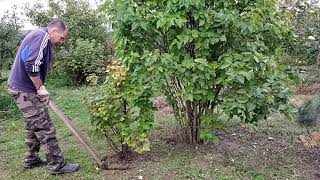 Пересадка кустов – шаг за шагом