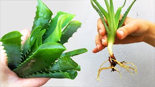 Размножение алоэ: из семян, из листьев и отпрысков