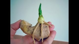 Как вырастить имбирь в горшке? | Посадка и уход