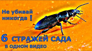 Полезные насекомые в саду | Как их заманить? Как за ними ухаживать?