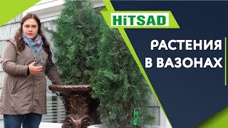 Как утеплить горшок с растениями от мороза?