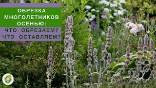 Какие растения обрезать зимой и как это сделать?