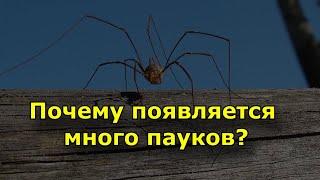 Пауки в доме | Как избавиться от них? Опасны ли они?