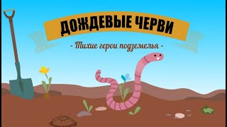 Полезные дождевые черви | Как они выглядят? Какова их роль в саду?