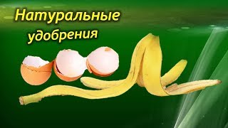 Как сделать натуральное удобрение для горшечных растений?