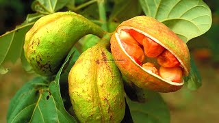 Кольский орех: выращивание, свойства и уход