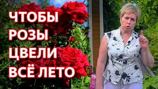 Королева цветов: роза | Как за ней ухаживать, чтобы она красиво цвела?