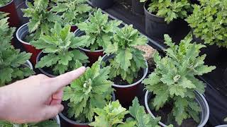 Ошибки при выращивании балконных цветов