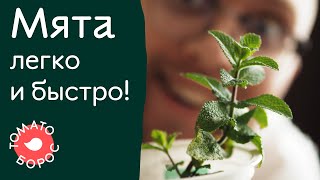 Выращивание мяты в горшке | Как посадить и ухаживать за мятой?