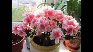 Уход за азалией в горшке | Что сделать, чтобы она цвела долго?