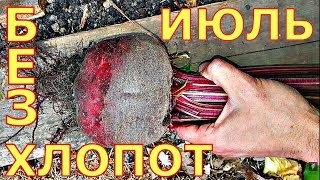 Выращивание свеклы (мангольд)