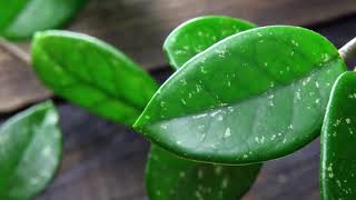 Что делать, когда хойя не хочет цвести? Причины и решения!