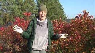 Черника зимой | Как, когда и чем ее закрепить?