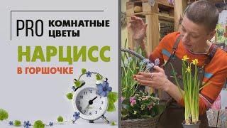 Нарциссы в горшках | Как за ними ухаживать?