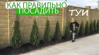 Выращивание туи в саду