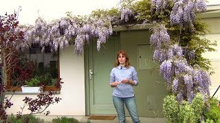 Выращивание глицинии в саду