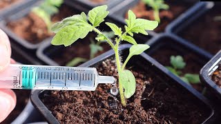 Ошибки при поливе растений | Проверьте, что вы делаете неправильно