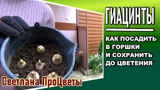 Пересадка отцветших гиацинтов: из горшка в сад