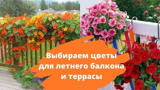 Ароматные цветы для балкона и террасы | Список видов