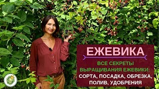 Выращивание ежевики в саду