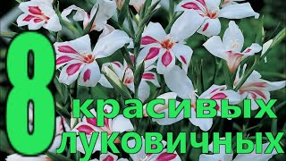 Луковые растения, которые размножаются