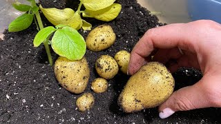 Картошка на балконе | Выращивание в мешках или горшках