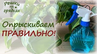 Как эффективно и безопасно опрыскивать растения? Практические советы