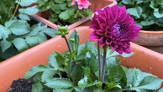 Как посадить георгины в горшке на балконе?