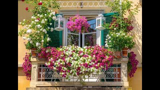 Цветы на южном балконе | Список растений