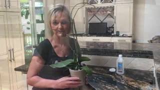 Орхидея после цветения: что сделать, чтобы она снова зацвела?