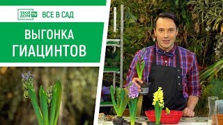 Выращивание гиацинтов в горшках | Что сделать, чтобы они долго цвели?
