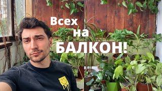 Цветы на западном балконе | Список растений