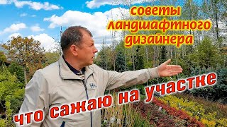 Какое дерево посадить в саду? Практические советы