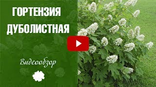 Дуболистная гортензия: куда посадить, чтобы не замерзла?