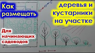 Как вырастить саженцы плодовых кустарников