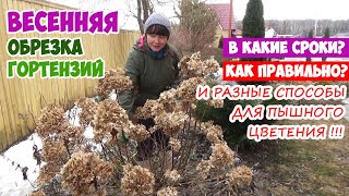 Просто обрежьте таким образом гортензии весной! Иначе не зацветет