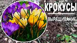 Крокусы пошагово – посадка из луковиц, выращивание и уход