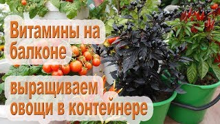Лучшие овощи для выращивания в горшке: легко и эффективно