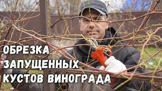 Такая обрезка лозы не навредит ей, а только укрепит