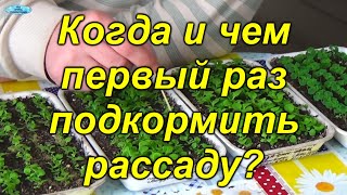 Чем можно подкормить рассаду: советуем