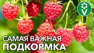 Эти 3 продукта с кухни идеально подходят для весенней подкормки малины