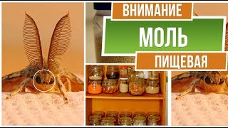 Пищевая моль: советы как избавится