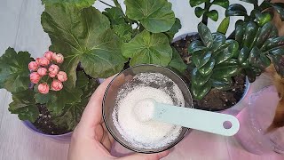 Удобрения для горшочных растений: советы