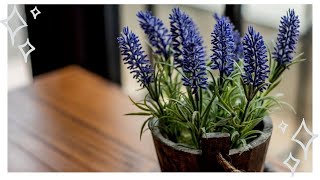 Как вырастить лаванду в горшке: советы