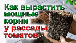 Как улучшить рост и укоренение рассады помидор