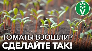 Этот совет сохранит вашу рассаду томатов здоровой и сильной
