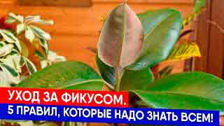 Фикус аурикулата: как выращивать и ухаживать за ним?