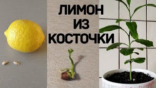 Как вырастить собственное лимонное дерево дома?