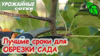 Когда, как и чем обрезать ветки плодовых деревьев?