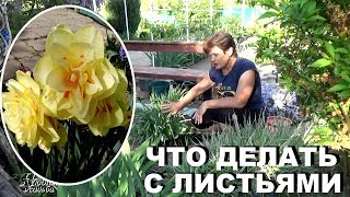 Вот что делать с нарциссами после того, как они отцветут
